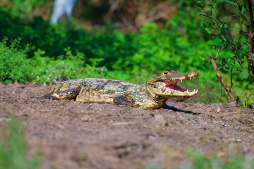 Yacare Caiman, Pampas, Bolivia. Detail portrait of danger reptile. Crocodile in river water, evening light. 