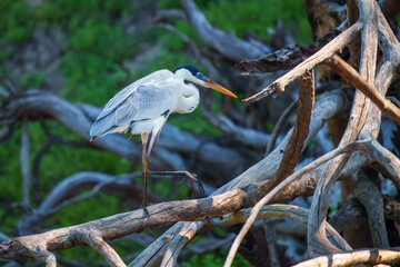 Cocoi heron (Ardea cocoi) in flight, in backlight, Santa Rosa Protected Park, Rurrenabaque, Beni,...