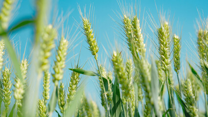 Close up of wheat ears in wheat fields