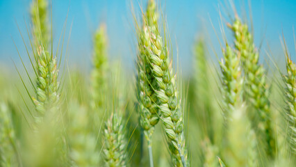 Close up of wheat ears in wheat fields