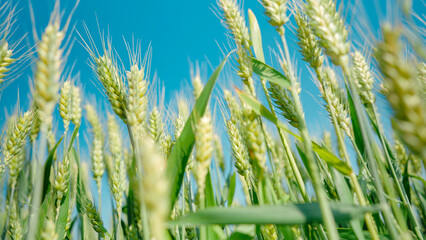 Close up of wheat ears in wheat fields