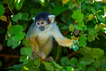 Black-Capped Squirrel Monkey (Saimiri boliviensis) is a small South American primate found in Bolivia, Brazil and Peru. Being omnivorous, it feeds on insects, eggs, fruits, flowers and vertebrates.