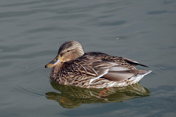 Fototapeta premium Single female mallard on the lake with its reflection. Anas platyrhynchos