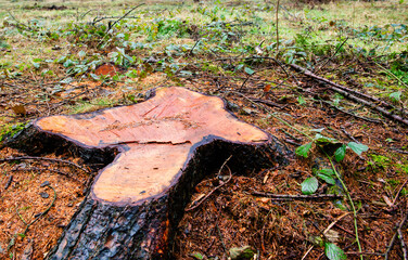A large tree stump sits in the grass. The stump is large and has a triangular shape. The stump is surrounded by grass and leaves, giving it a natural and peaceful appearance