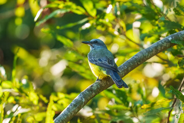 The Tropical Kingbird (Tyrannus melancholicus) is a common and conspicuous bird of open agricultural and urban areas 