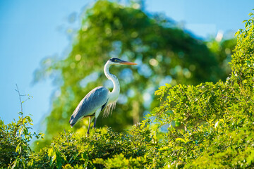 Cocoi heron (Ardea cocoi) in flight, in backlight, Santa Rosa Protected Park, Rurrenabaque, Beni,...