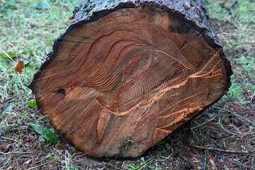 A large log with a pattern of lines and grooves on it. The wood appears to be old and has been cut into a round shape. Concept of natural beauty and the passage of time
