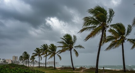 Stormy Beachfront Palm Trees - Palm trees bending in the wind on a beach during a stormy day, dark clouds overhead