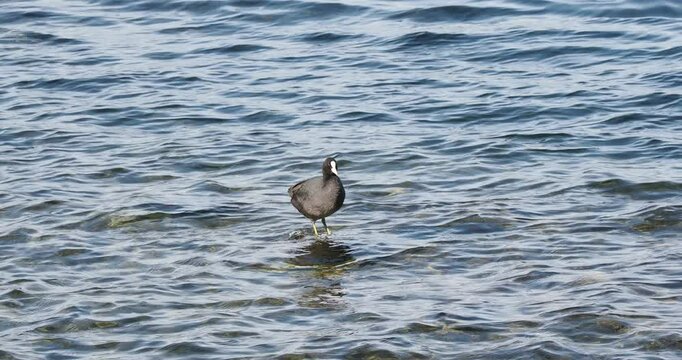 (Fulica atra) An Eurasian coot cleaning its black and ash gray plumage on top of a rock skimming the surface of the waters of a lake
