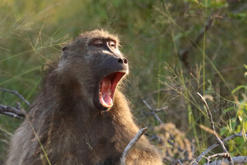 Bärenpavian / Chacma baboon / Papio ursinus..