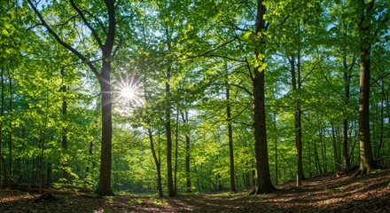 Fototapeta premium Sunlit Forest Path - Lush green forest with sunlight streaming through the trees, creating a tranquil and peaceful atmosphere. Perfect for nature, environment, and travel themes