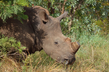 Breitmaulnashorn / Square-lipped rhinoceros / Ceratotherium simum.