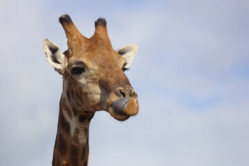 Giraffe / Giraffe / Giraffa camelopardalis