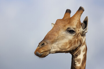 Giraffe / Giraffe / Giraffa camelopardalis