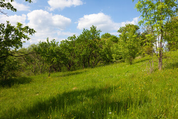 Obraz premium green field and blue sky