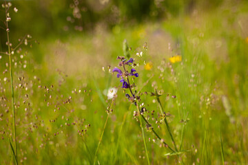 flowers on a meadow