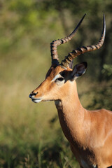 Schwarzfersenantilope / Impala / Aepyceros melampus