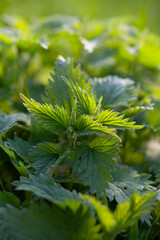 Young leaves of nettle plant -  Urtica Dioica, used as healthy vegetable or brew as a herbal tea, traditional medicine.