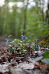 Viola canina,  heath dog-violet or heath violet -  blue and purple flowers of perrenial plant from European forests.