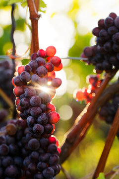 Rote Weintrauben