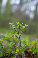 Vaccinium myrtillus - European blueberry, billberry plant with pink flowers. Wild bush produces delicious edible fruit.