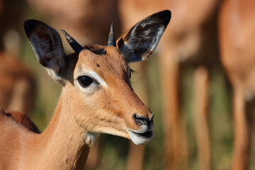 Schwarzfersenantilope / Impala / Aepyceros melampus.