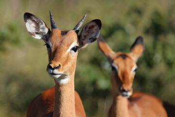 Schwarzfersenantilope / Impala / Aepyceros melampus.