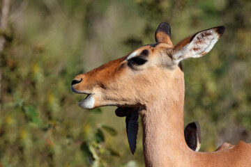 Schwarzfersenantilope / Impala / Aepyceros melampus