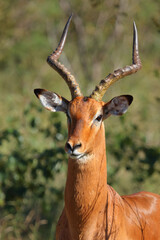 Schwarzfersenantilope / Impala / Aepyceros melampus