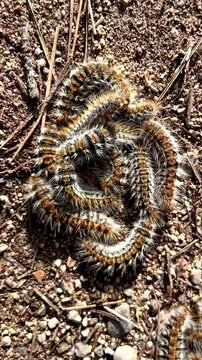 Vertical video. Thaumetopoea pityocampa moth caterpillars gather in groups, displaying social activity. They are preparing to find a place to pupate. Poisonous hairs protect them.
