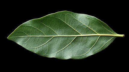 Obraz premium bay leaf isolated