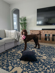 A Brown Standard Poodle playing with a stuffed toy