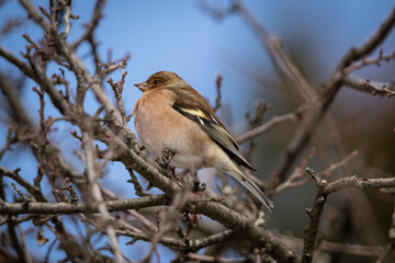Chaffinch (Fringilla coelebs)