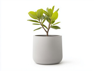 Enhance Your Home Decor with a Chic Planter Showcasing a Lively Blooming Plant – Perfect for Adding a Fresh Touch to Any Space or as a Thoughtful Gift!