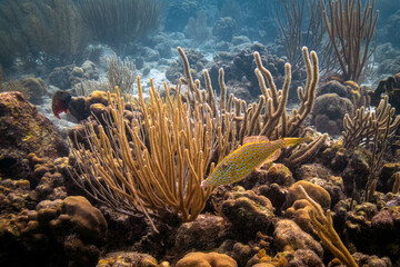 Scrawled Filefish in Bonaire
