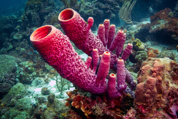 Tube Sponges in Bonaire