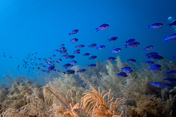 School of Creole Wrasse in Bonaire