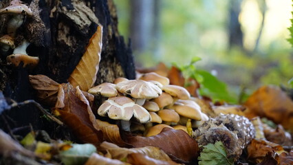 mushrooms forest bohemia