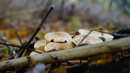 mushrooms forest bohemia