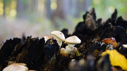 mushrooms forest bohemia
