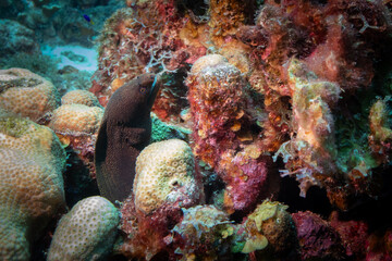 Eel Hiding in Coral in Bonaire 