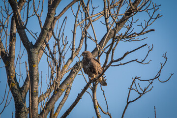 Hawk