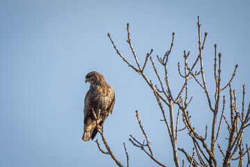 Hawk