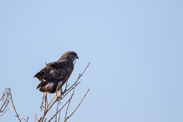 Hawk