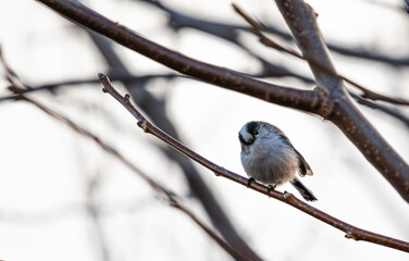 long-tailed tit (Aegithalos caudatus)