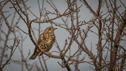 song thrush