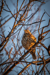 song thrush