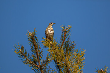 bird on a branch