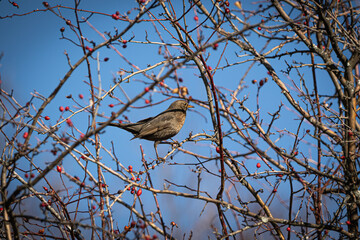 bird on a branch