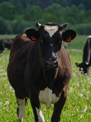 cow